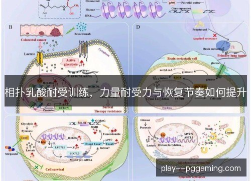 相扑乳酸耐受训练，力量耐受力与恢复节奏如何提升